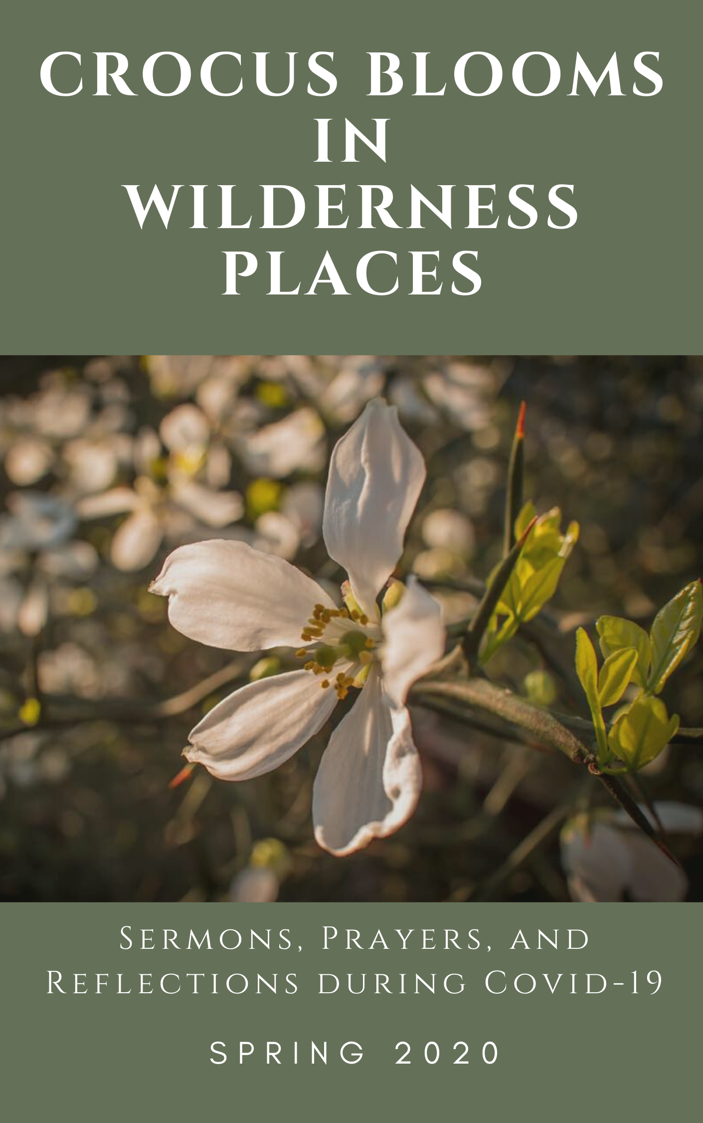 Cover image for Crocus Blooms in Wilderness Places
